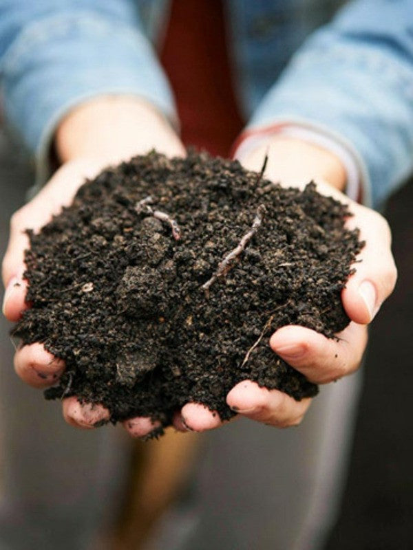 Fall Gardening Tips & Ideas